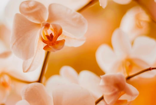 Close_up of flowers