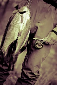 Mid section view of a person holding dead fish