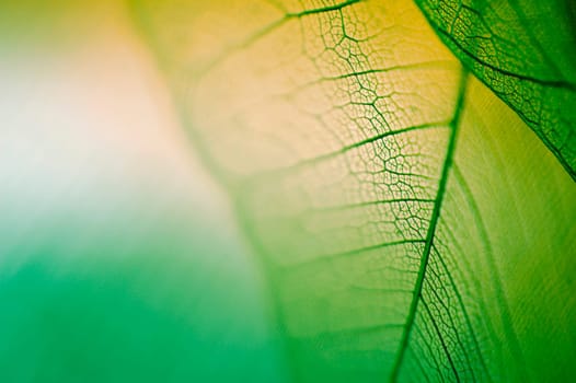Detail of a leaf