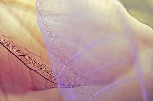 Detail of a leaf