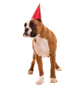 Boxer puppy wearing a festive hat, isolated over white background