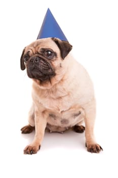 Pug puppy wearing a festive hat, isolated over a white background