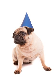 Pug puppy wearing a festive hat, isolated over a white background