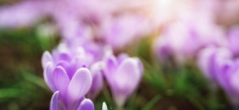 Closeup view of the spring flowers in the park. Crocus blossom on beautiful morning with sunlight in the forest in april