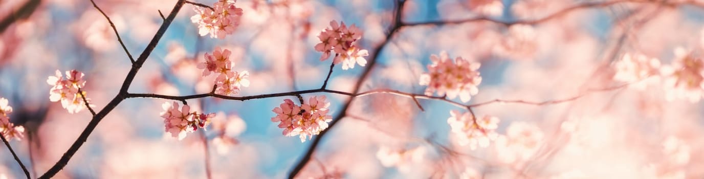 Blurred sakura tree twigs on blue background. Spring flowers on beautiful sunny day.