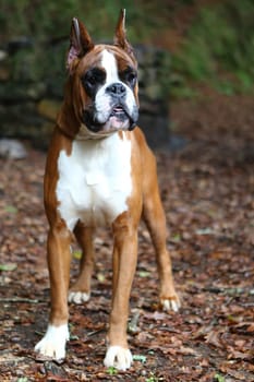 Awesome young boxer on a park in autumn