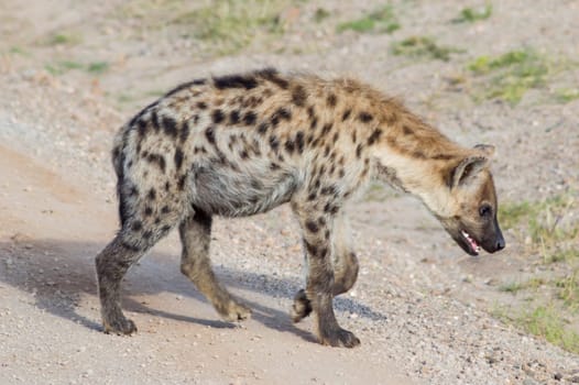 Short portrait of a spotted hyena (Crocuta crocuta) strolling curiously out of its den in Ambosseli National Park, Kenya.