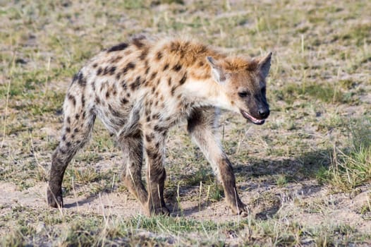 Short portrait of a spotted hyena (Crocuta crocuta) strolling curiously out of its den in Ambosseli National Park, Kenya.