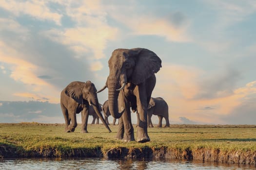 Majestic African Elephant in Chobe National Park, Botswana safari Africa wildlife