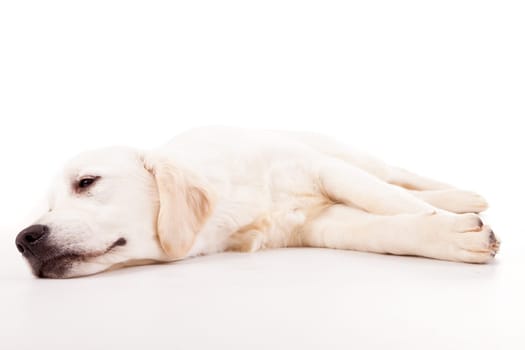 Studio photo of a baby golden retriever, isolated over a white background