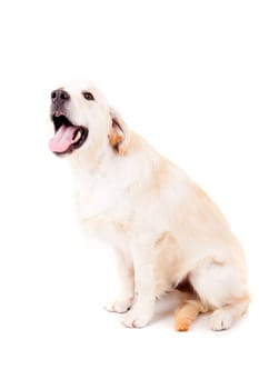 Studio photo of a baby golden retriever, isolated over a white background