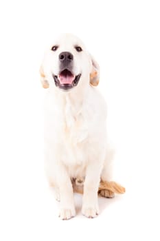 Studio photo of a baby golden retriever, isolated over a white background
