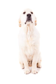 Studio photo of a baby golden retriever, isolated over a white background