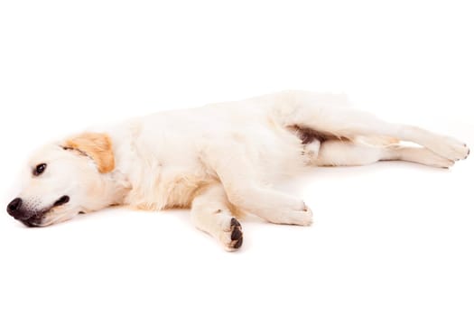 Studio photo of a baby golden retriever, isolated over a white background