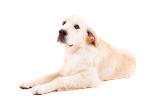 Studio photo of a baby golden retriever, isolated over a white background