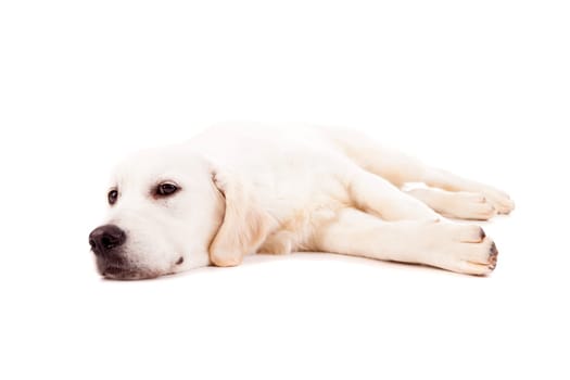 Studio photo of a baby golden retriever, isolated over a white background