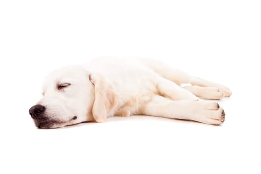 Studio photo of a baby golden retriever, isolated over a white background