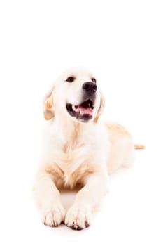 Studio photo of a baby golden retriever, isolated over a white background