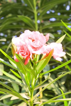 Pink Flowers at sun light. Flowers on blue sky background.