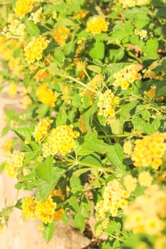 Yellow Flowers at sun light. Flowers on green background.