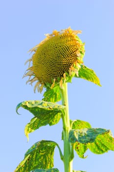 Summer sun over the sunflower field. Close up side of sun flower..