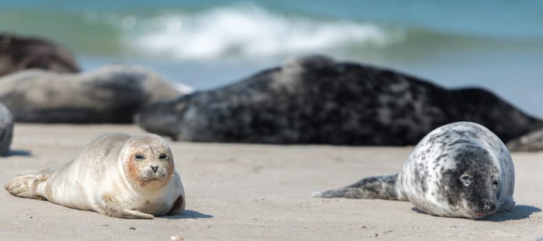 Seal mother and boy on the beach