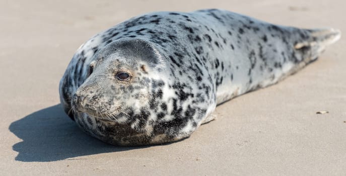 Cone seal on the beach on the island of Dune