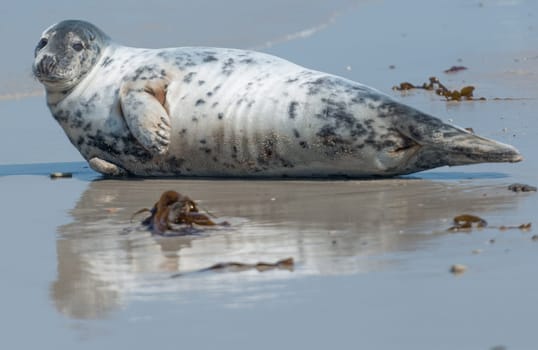 Cone seal on Helgoland