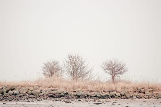 Lonely trees in silent winter landscape