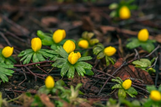 Yellow eranthis flowers blooming ag springtime