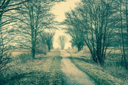 Nature path surrounded by trees and bush