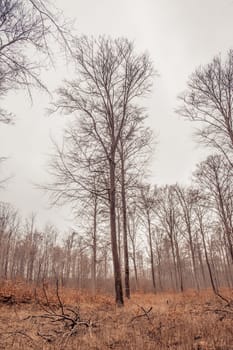 Forest scenery with trees in the autumn