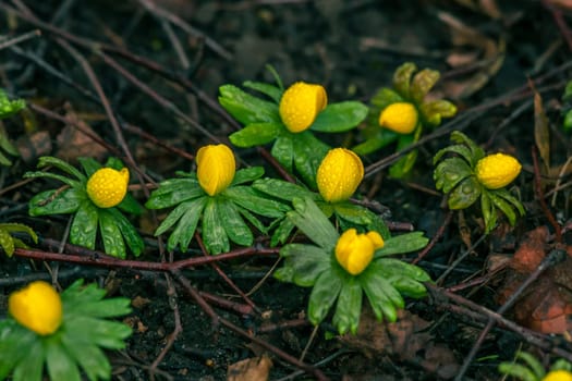 Yellow eranthis flowers blooming ag springtime