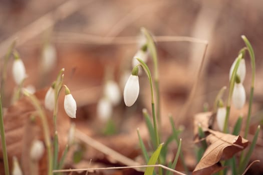 Fresh snowdrop flowers on the forest floor