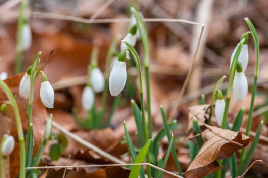 Fresh snowdrop flowers on the forest floor