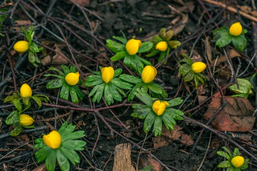 Yellow eranthis flowers blooming ag springtime