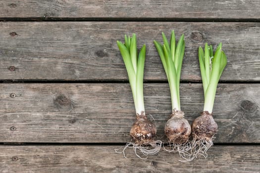 Hyacinth onions on a wooden table