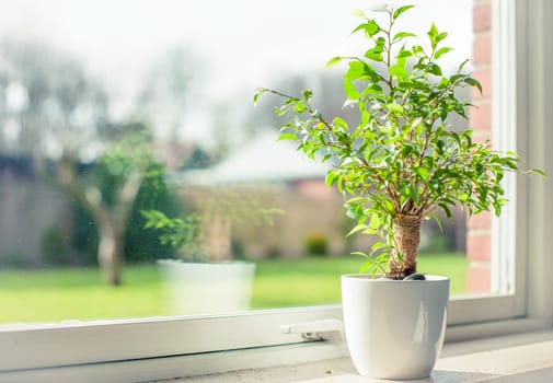 Small tree in a window
