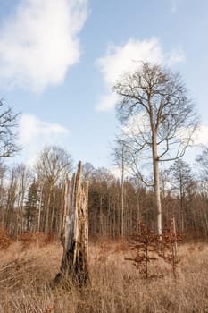 Danish forest with tall trees in autumn