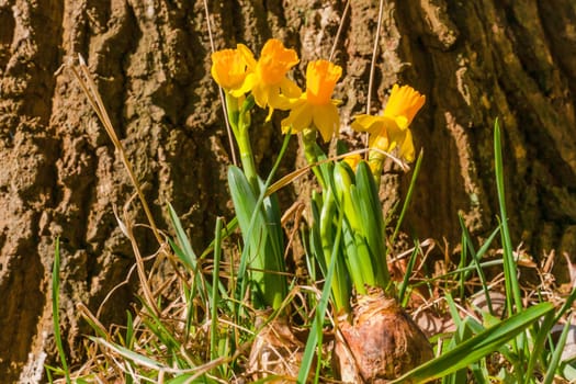Yellow daffodil onions in a forest