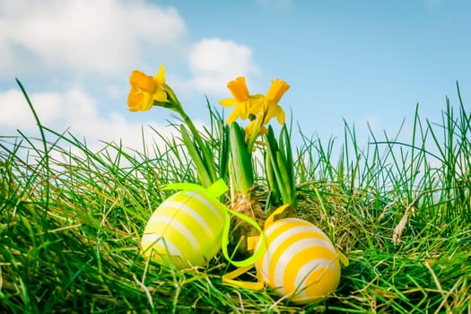 Daffodils and easter eggs in grass
