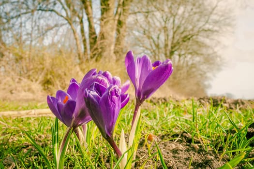 Purple crocus flowers at springtime