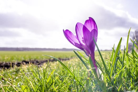 Purple crocus flower in the sun