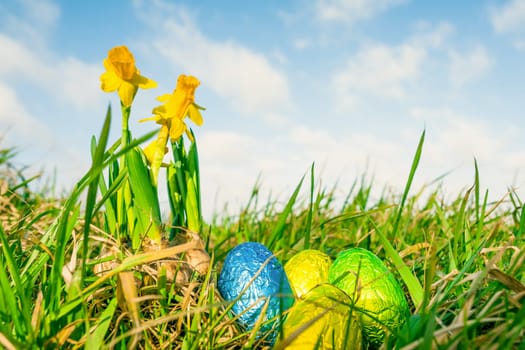 Easter eggs in grass with daffodils