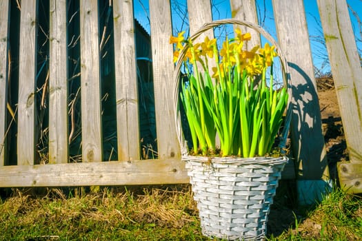 Braided basket with daffodils in the garden