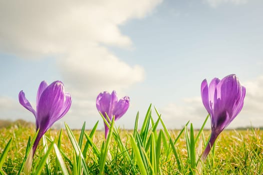 Purple crocus flowers on a row