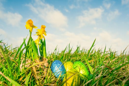 Easter eggs with daffodils in the grass