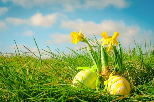 Easter eggs and yellow daffodils in green grass