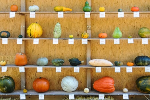 Many different colorful pumpkins are presented on a wooden shelf.