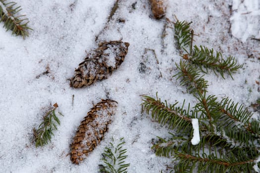 Pinecones on Snowy Ground in winter.